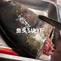 新鲜鱼头5块1斤，现杀水库鱼头，新鲜看得见