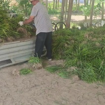 山东精品中叶麦冬苗，工程绿化苗，成活率高，工程造价低