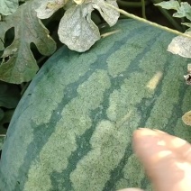 甜蜜龙。
