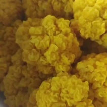 新鲜金耳菌，源头基地，现摘现发，货源充足