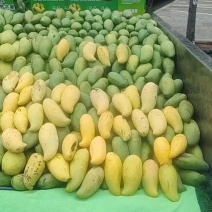 巧家本地象牙芒
