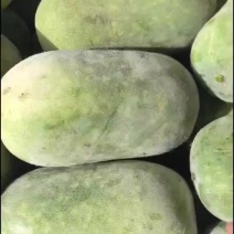 小冬瓜大量供应