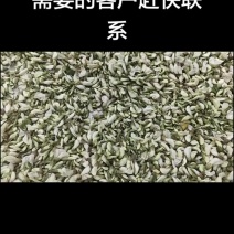 洋槐花，工厂直销，批发价格10斤一箱