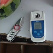 大量供应无籽美都