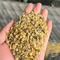 碎豆渣上地豆种植饲料