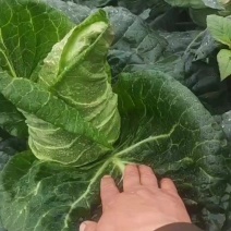 云南牛心甘蓝菜