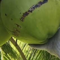 椰子