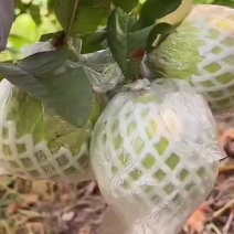 番石榴，可对接各大电商，社区团购！