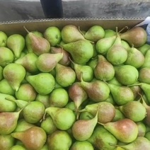 袖珍梨