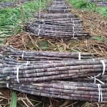 黑皮甘蔗，青皮甘蔗