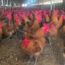 黄羽大公鸡优质走地青脚大公鸡