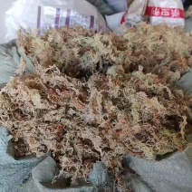水苔草