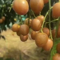 大量广西无籽黄皮果工厂统果，电商果，奶茶黄皮果，一件代发