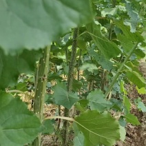 速生杨树苗107