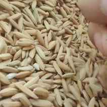 邵东双凤卫生院对面/优质谷没发霉没酸味，没露白发芽粒