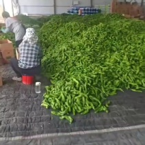 芜湖椒大量有货