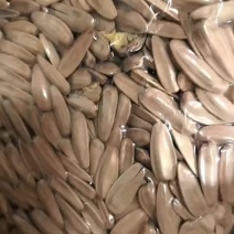 要高品质电商货的来，王可以瓜子厂，全年不断货，源头工厂🏭