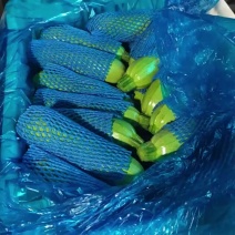 精品西葫芦大量上市