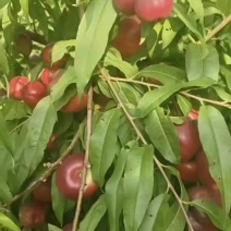 本地小油桃
