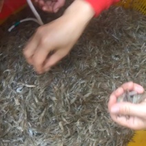 淡水河虾