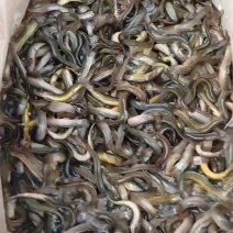 野生土泥鳅