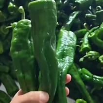 精品薄皮泡椒今日特价。适合电商。超市。各大市场批发销售。