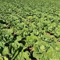黄芯白菜/东北产地/产地一手货源/量大从优/全国发货