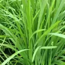 大叶韭菜小叶韭菜。精品韭菜，货源丰富。