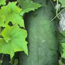 湖北天门优质黑皮冬瓜