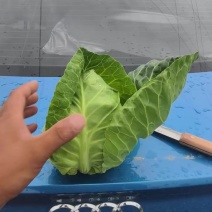 甘蓝