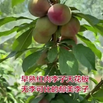 早熟日本郁美李子苗晚熟大玉深泽李子苗