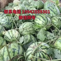 西瓜麒麟瓜金鑫美都