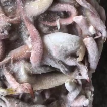 海杂鱼