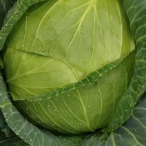 威宁高冷圆包菜。