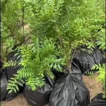 大量供应营养杯文冠果杯苗