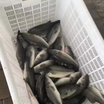 鲈鱼