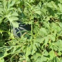 露天黑皮无籽西瓜千亩种植基地