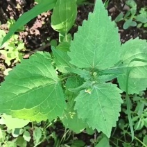 自家种的山地龙城2号软枣猕猴桃，长期供货。