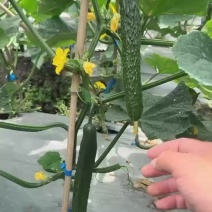贵州黄瓜蜜刺黄瓜青瓜，按要求采摘，按标准打包对接全国
