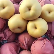 套袋圆黄梨，肉汁细腻，果型端正，表光干净：全国代发