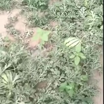 巴盟麒麟瓜
