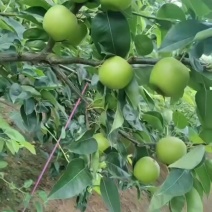 梨