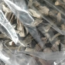 2026年新干鹿茸菇