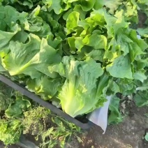 罗马生菜大量有货