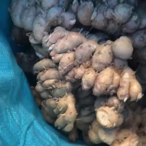 广东新鲜沙姜