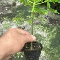 红肉木瓜苗大青木瓜苗量大从优欢迎电话订购。