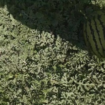 靖远硒砂瓜