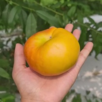 油蟠桃桃毛桃水蜜桃甜桃蟠桃