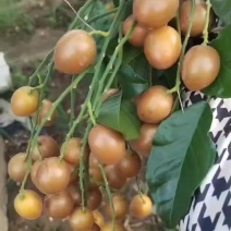 大量软技黄皮果
