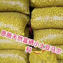 恩施天然富硒小土豆马尔科大的小的都有